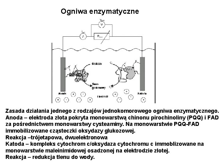 Ogniwa enzymatyczne Zasada działania jednego z rodzajów jednokomorowego ogniwa enzymatycznego. Anoda – elektroda złota