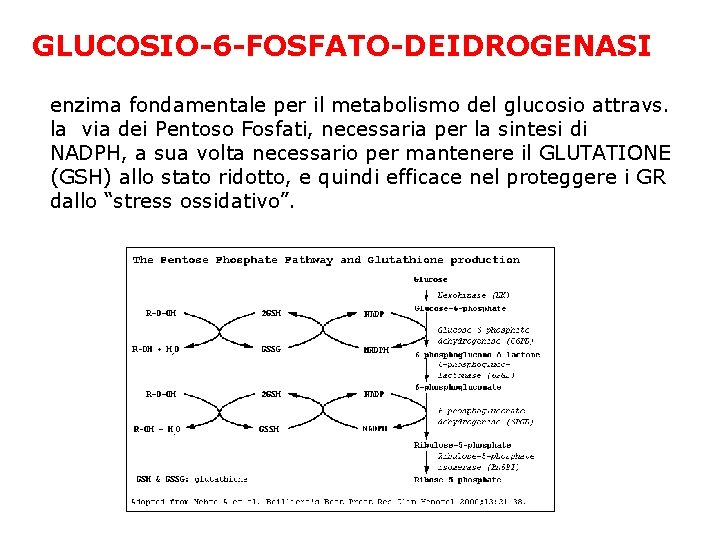 GLUCOSIO-6 -FOSFATO-DEIDROGENASI enzima fondamentale per il metabolismo del glucosio attravs. la via dei Pentoso