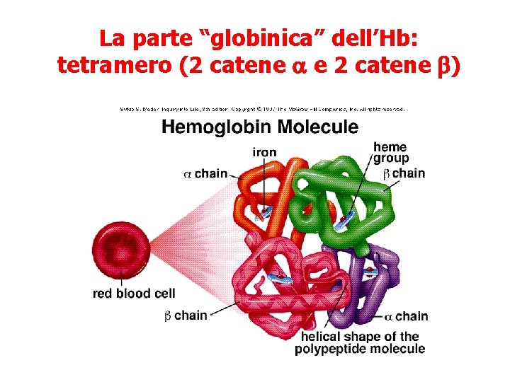 La parte “globinica” dell’Hb: tetramero (2 catene a e 2 catene b) 