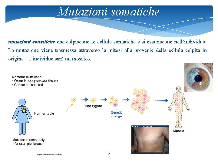 Mutazioni somatiche mutazioni somatiche colpiscono le cellule somatiche e si esauriscono nell’individuo. La mutazione