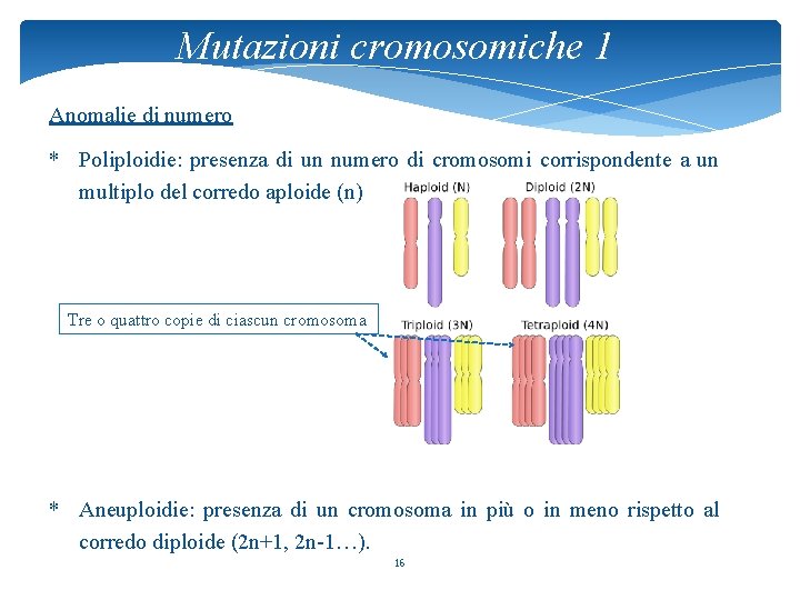 Mutazioni cromosomiche 1 Anomalie di numero * Poliploidie: presenza di un numero di cromosomi