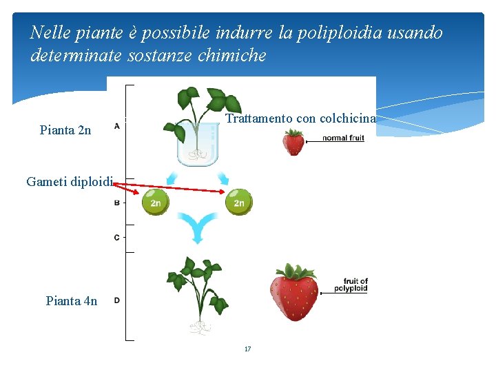 Nelle piante è possibile indurre la poliploidia usando determinate sostanze chimiche colchicina Pianta 2