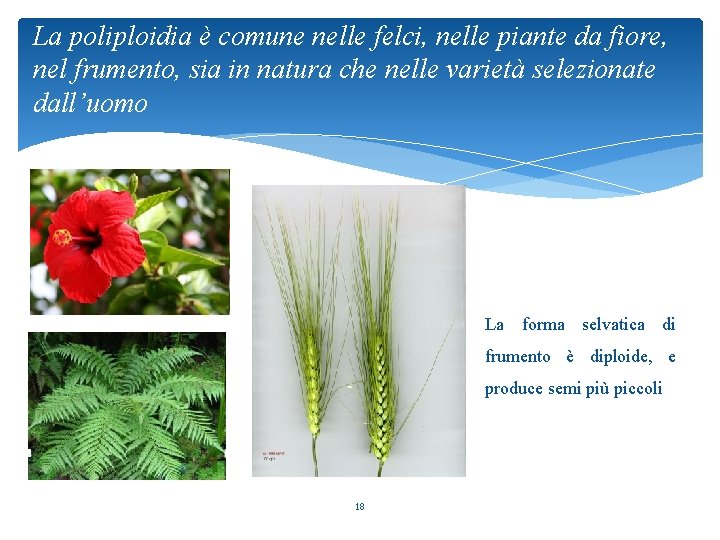 La poliploidia è comune nelle felci, nelle piante da fiore, nel frumento, sia in