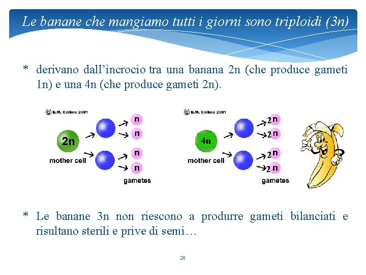 Le banane che mangiamo tutti i giorni sono triploidi (3 n) * derivano dall’incrocio