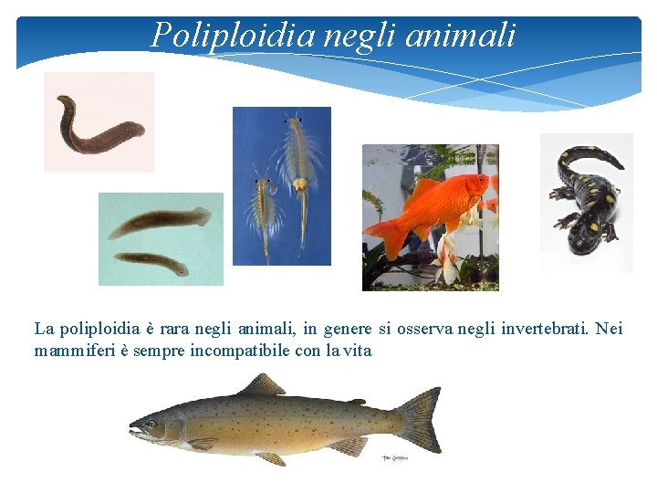 Poliploidia negli animali La poliploidia è rara negli animali, in genere si osserva negli