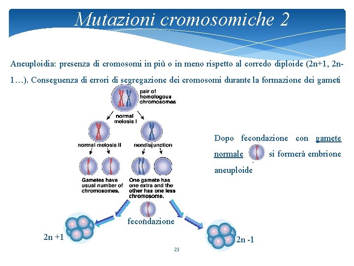 Mutazioni cromosomiche 2 Aneuploidia: presenza di cromosomi in più o in meno rispetto al