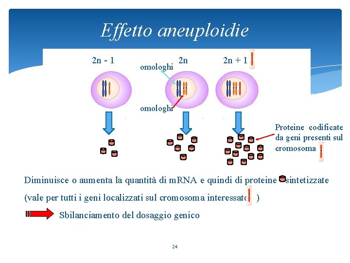 Effetto aneuploidie 2 n - 1 omologhi 2 n 2 n + 1 omologhi