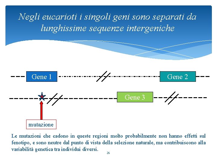 Negli eucarioti i singoli geni sono separati da lunghissime sequenze intergeniche Gene 1 Gene