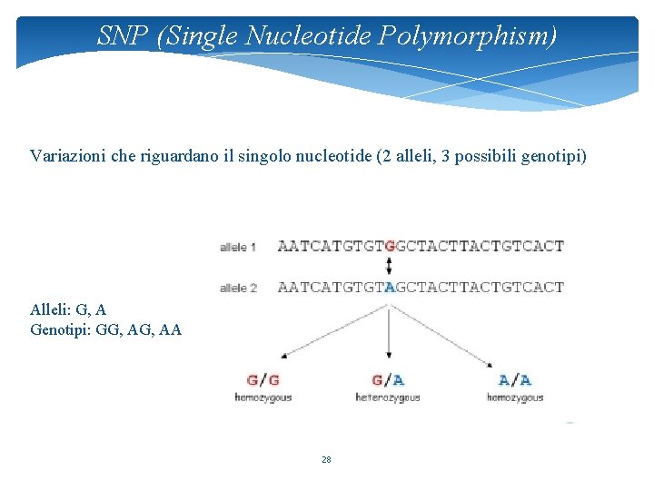 SNP (Single Nucleotide Polymorphism) Variazioni che riguardano il singolo nucleotide (2 alleli, 3 possibili