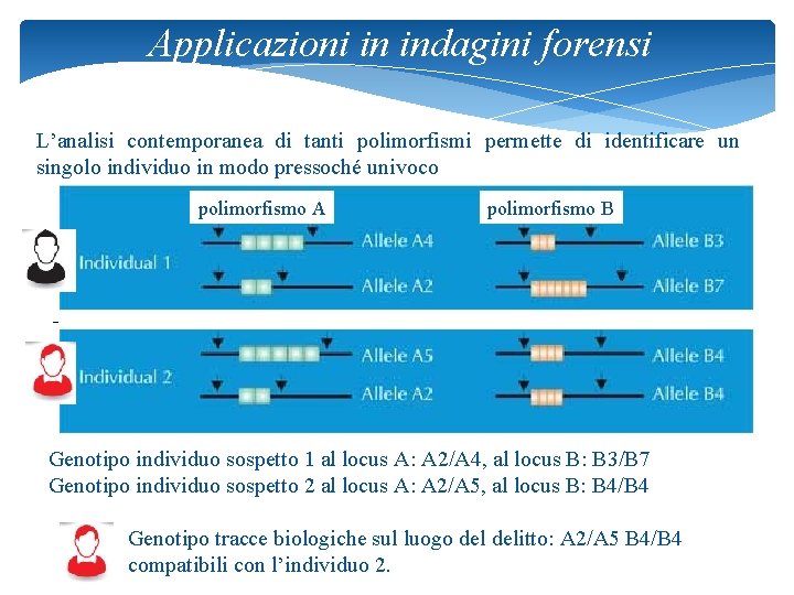 Applicazioni in indagini forensi L’analisi contemporanea di tanti polimorfismi permette di identificare un singolo