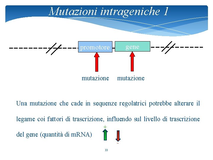 Mutazioni intrageniche 1 promotore gene mutazione Una mutazione che cade in sequenze regolatrici potrebbe