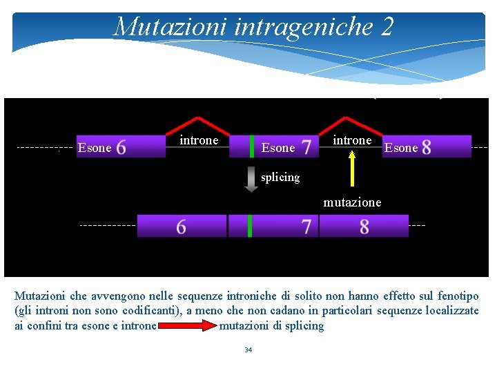 Mutazioni intrageniche 2 Esone introne Esone splicing mutazione Mutazioni che avvengono nelle sequenze introniche