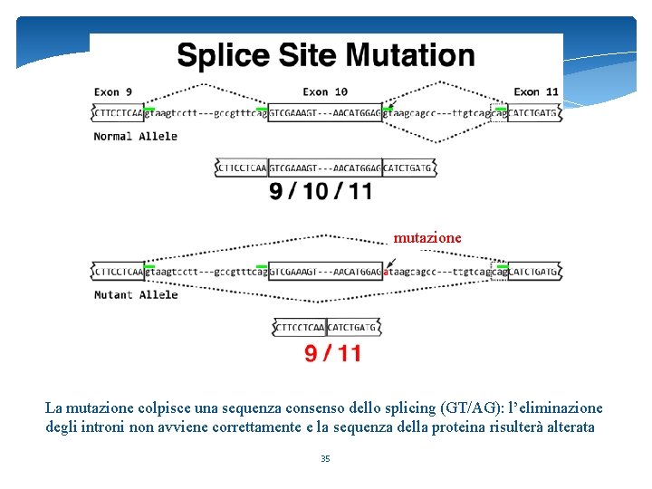 mutazione La mutazione colpisce una sequenza consenso dello splicing (GT/AG): l’eliminazione degli introni non