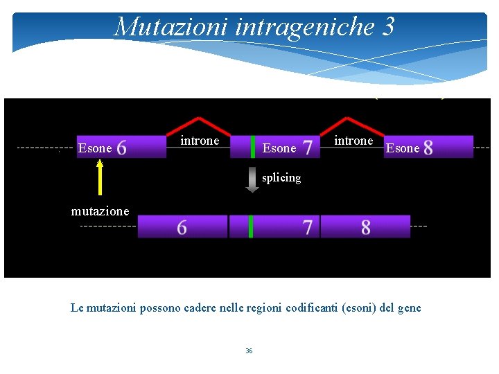 Mutazioni intrageniche 3 Esone introne Esone splicing mutazione Le mutazioni possono cadere nelle regioni