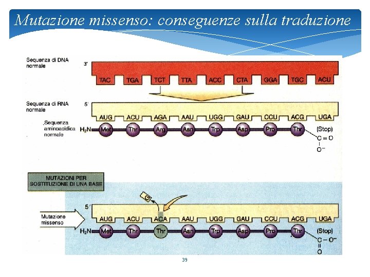 Mutazione missenso: conseguenze sulla traduzione 39 