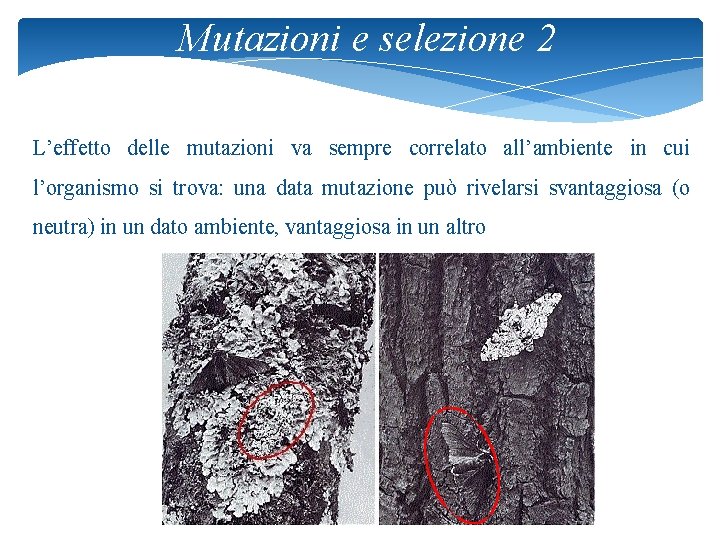 Mutazioni e selezione 2 L’effetto delle mutazioni va sempre correlato all’ambiente in cui l’organismo