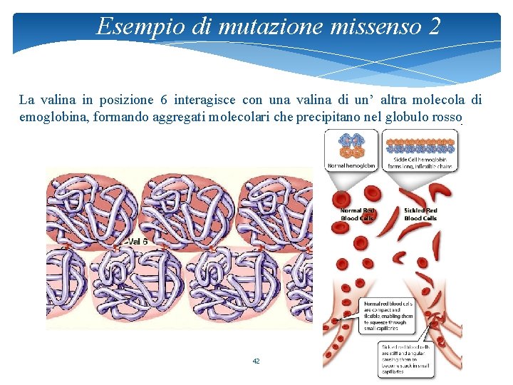 Esempio di mutazione missenso 2 La valina in posizione 6 interagisce con una valina