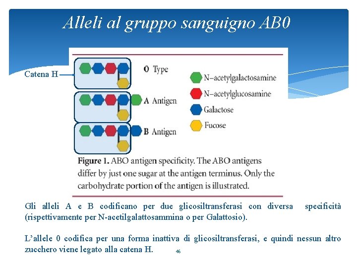 Alleli al gruppo sanguigno AB 0 Catena H Gli alleli A e B codificano