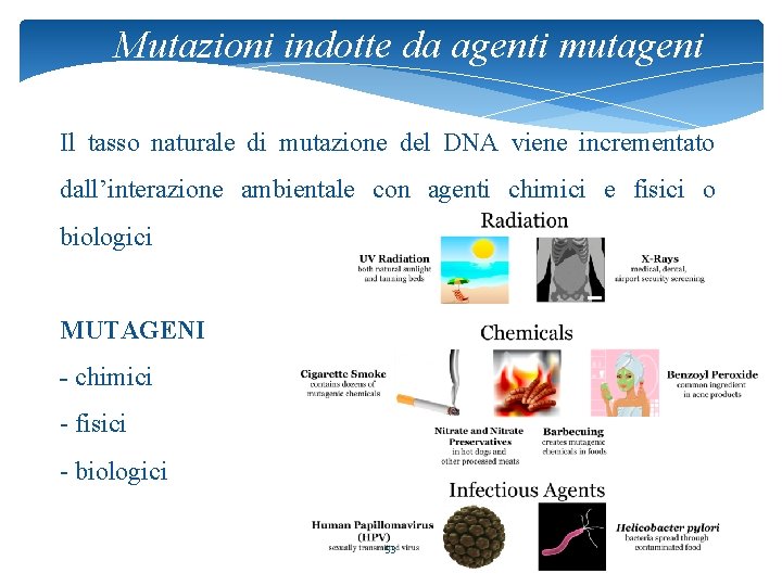 Mutazioni indotte da agenti mutageni Il tasso naturale di mutazione del DNA viene incrementato