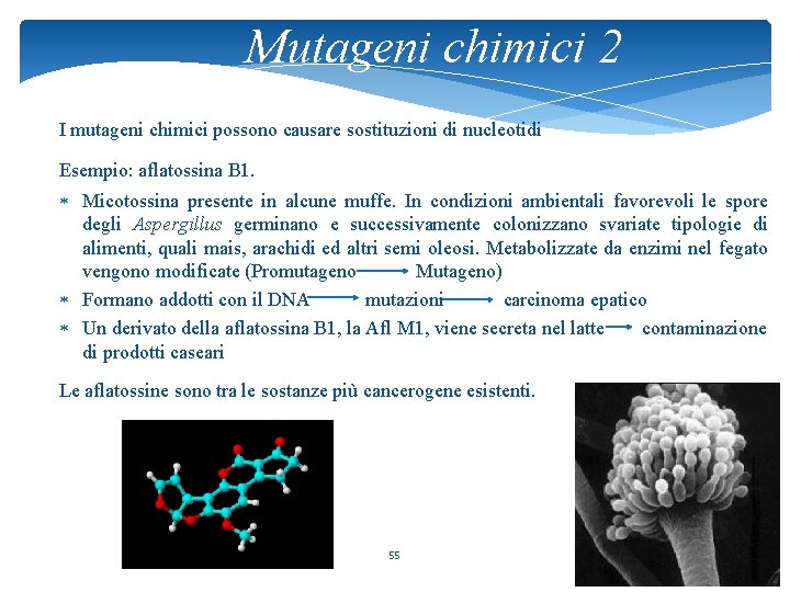 Mutageni chimici 2 I mutageni chimici possono causare sostituzioni di nucleotidi Esempio: aflatossina B