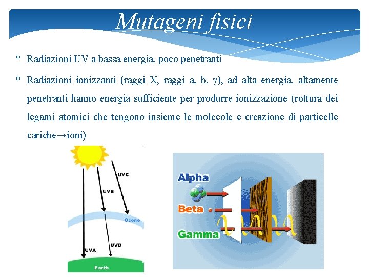 Mutageni fisici * Radiazioni UV a bassa energia, poco penetranti * Radiazionizzanti (raggi X,