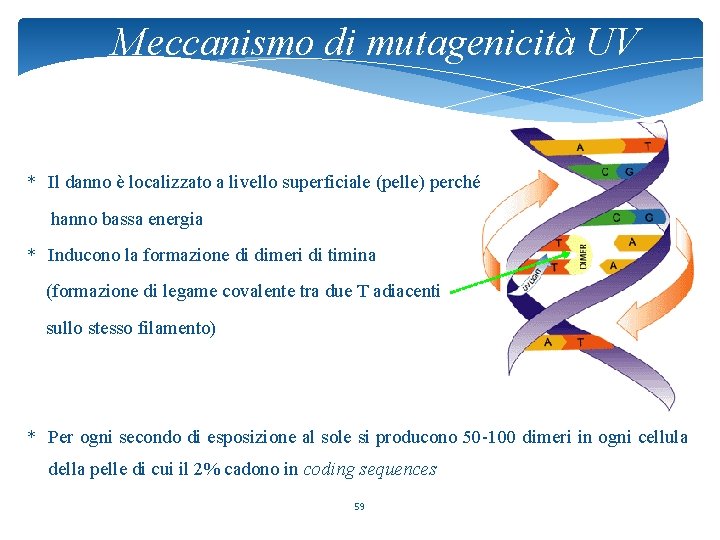 Meccanismo di mutagenicità UV * Il danno è localizzato a livello superficiale (pelle) perché