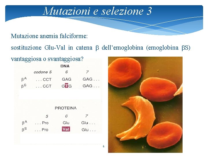 Mutazioni e selezione 3 Mutazione anemia falciforme: sostituzione Glu-Val in catena b dell’emoglobina (emoglobina