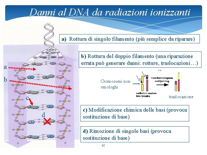 Danni al DNA da radiazionizzanti a) Rottura di singolo filamento (più semplice da riparare)