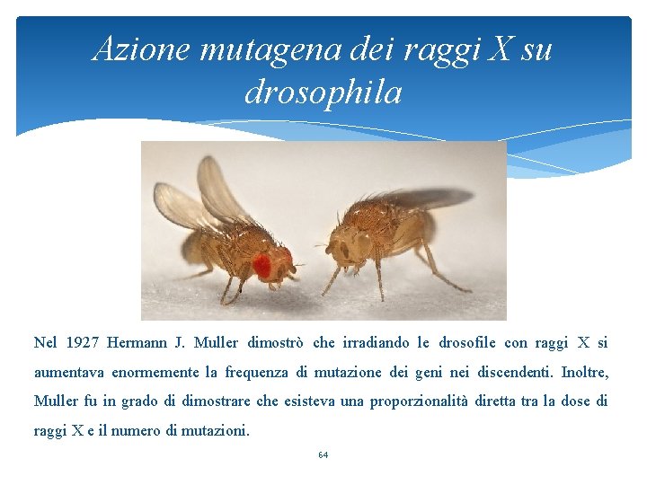 Azione mutagena dei raggi X su drosophila Nel 1927 Hermann J. Muller dimostrò che