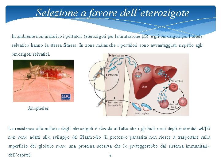 Selezione a favore dell’eterozigote In ambiente non malarico i portatori (eterozigoti per la mutazione