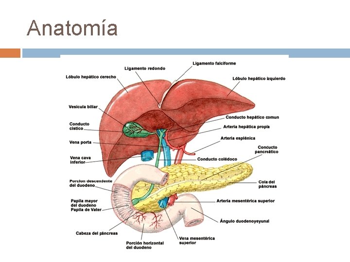 Anatomía 