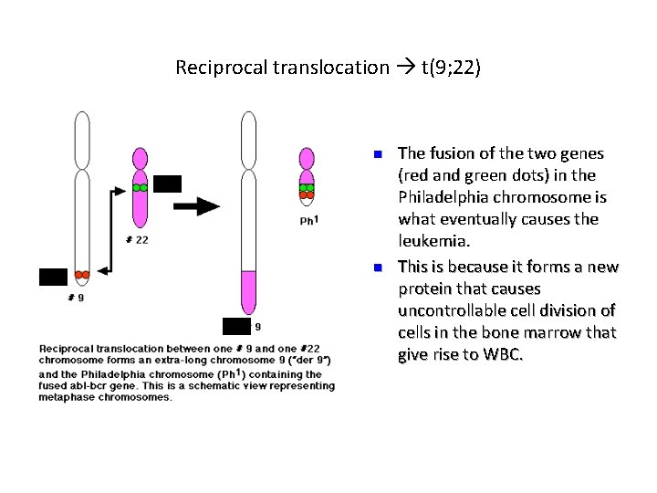 Reciprocal translocation t(9; 22) n n The fusion of the two genes (red and