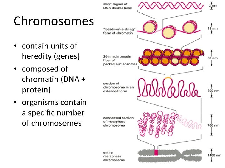 Chromosomes • contain units of heredity (genes) • composed of chromatin (DNA + protein)
