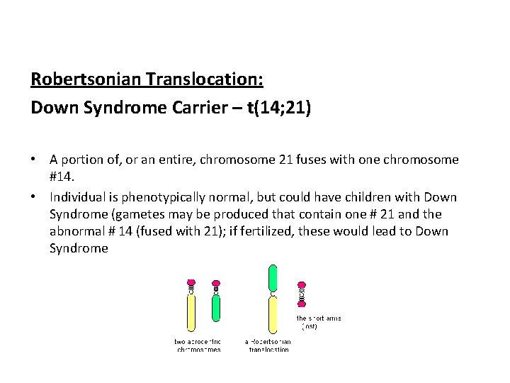 Robertsonian Translocation: Down Syndrome Carrier – t(14; 21) • A portion of, or an