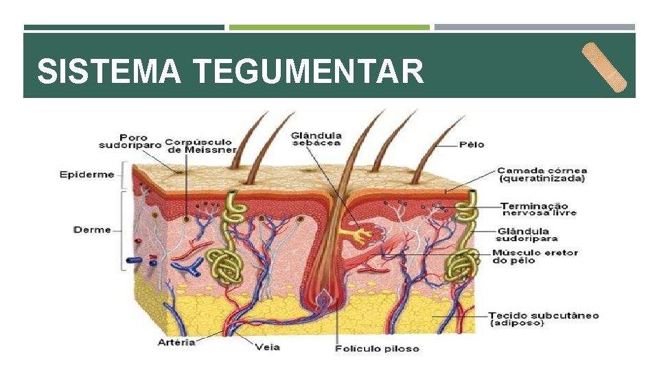 SISTEMA TEGUMENTAR 