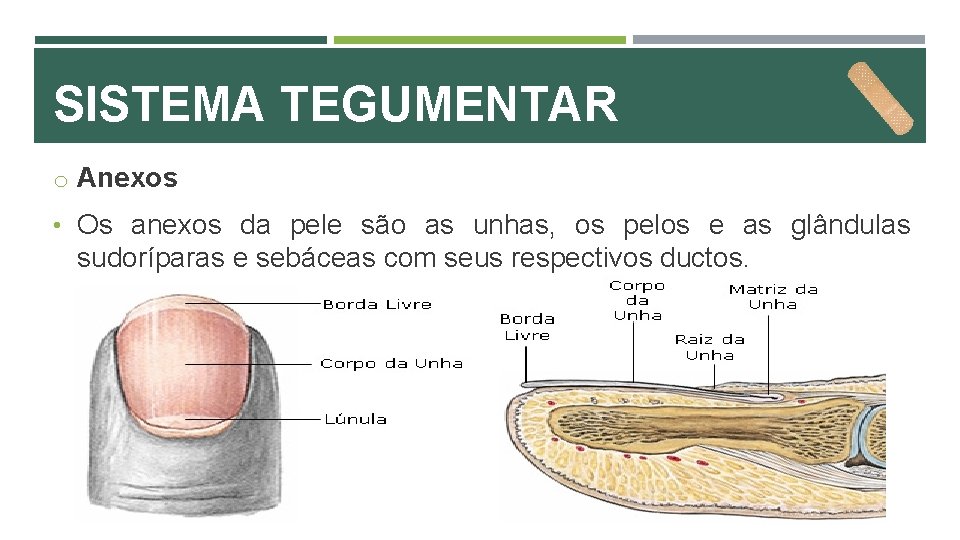 SISTEMA TEGUMENTAR o Anexos • Os anexos da pele são as unhas, os pelos