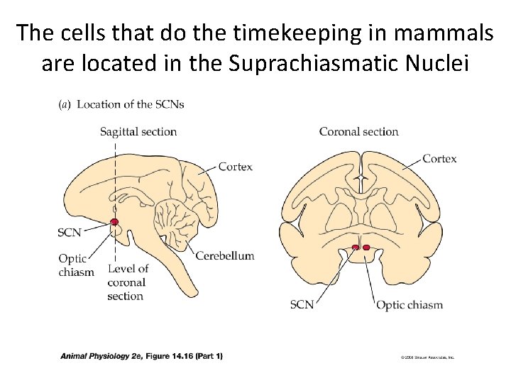 The cells that do the timekeeping in mammals are located in the Suprachiasmatic Nuclei