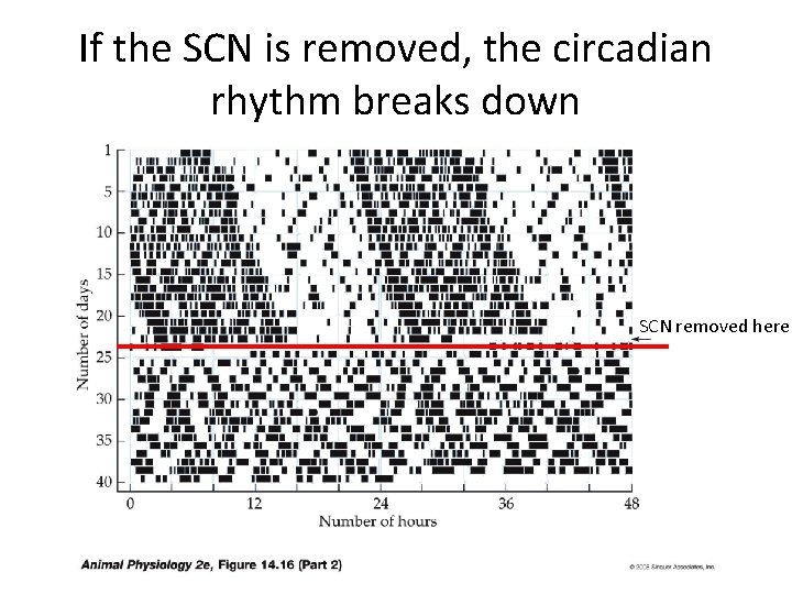 If the SCN is removed, the circadian rhythm breaks down SCN removed here 