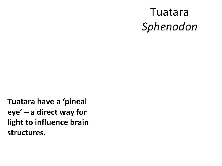 Tuatara Sphenodon Tuatara have a ‘pineal eye’ – a direct way for light to