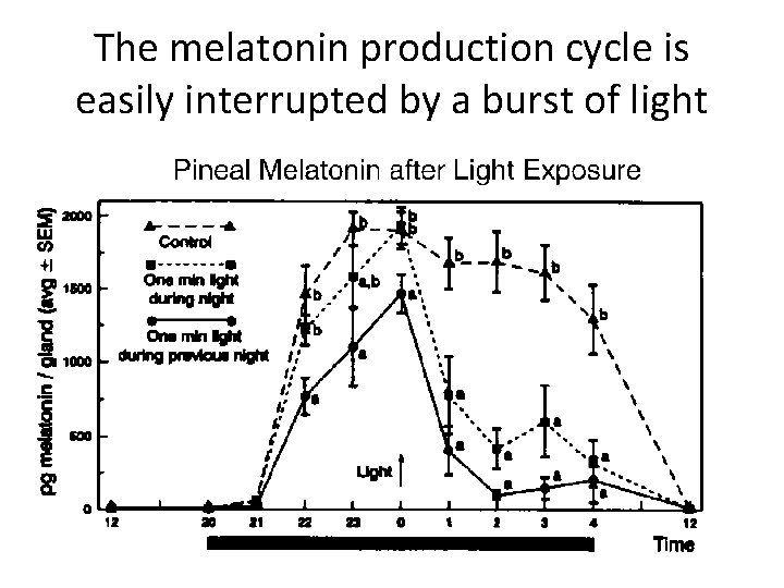The melatonin production cycle is easily interrupted by a burst of light 