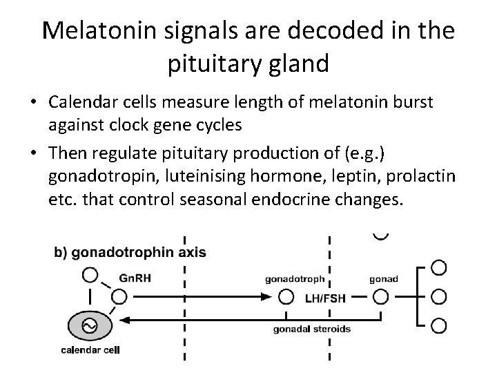 Melatonin signals are decoded in the pituitary gland • Calendar cells measure length of