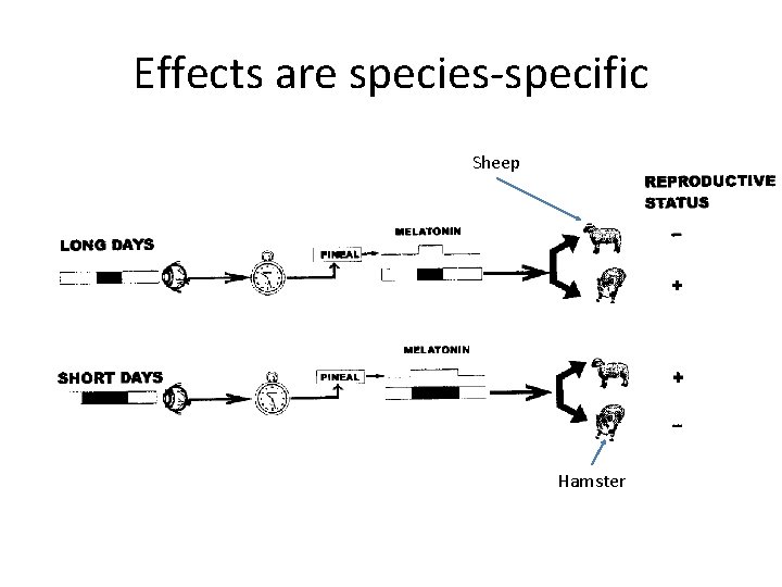 Effects are species-specific Sheep Hamster 