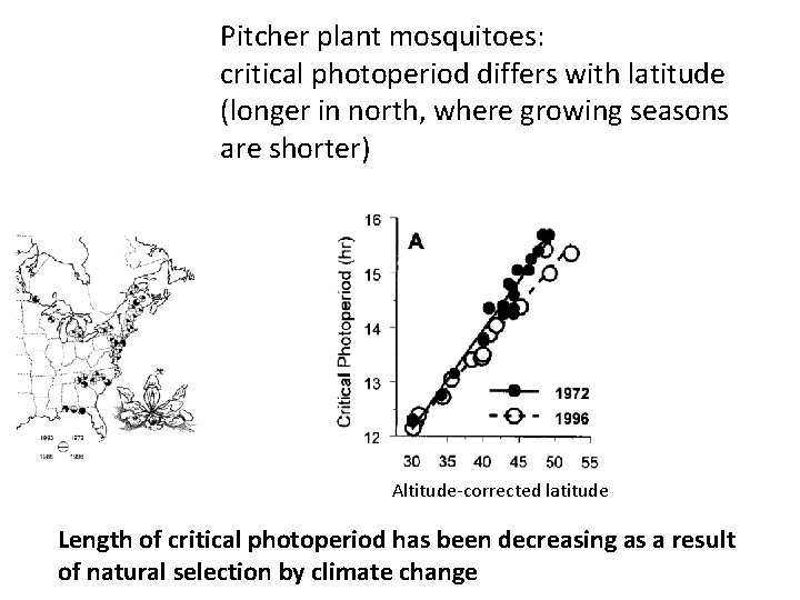 Pitcher plant mosquitoes: critical photoperiod differs with latitude (longer in north, where growing seasons