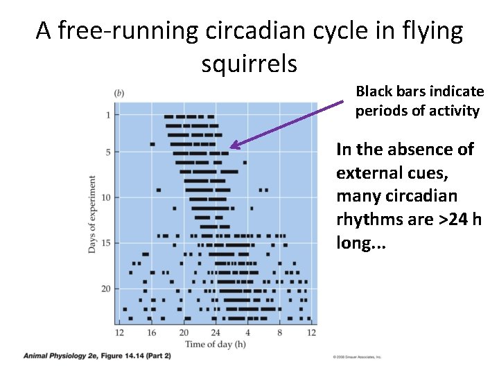 A free-running circadian cycle in flying squirrels Black bars indicate periods of activity In