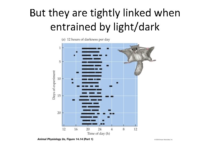 But they are tightly linked when entrained by light/dark 