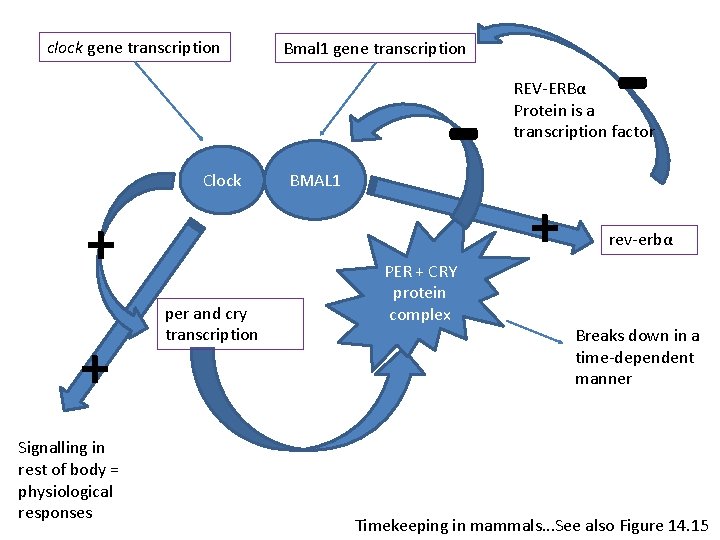 clock gene transcription Clock + + Signalling in rest of body = physiological responses