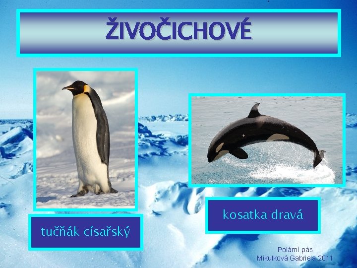 ŽIVOČICHOVÉ tučňák císařský kosatka dravá Polární pás Mikulková Gabriela 2011 