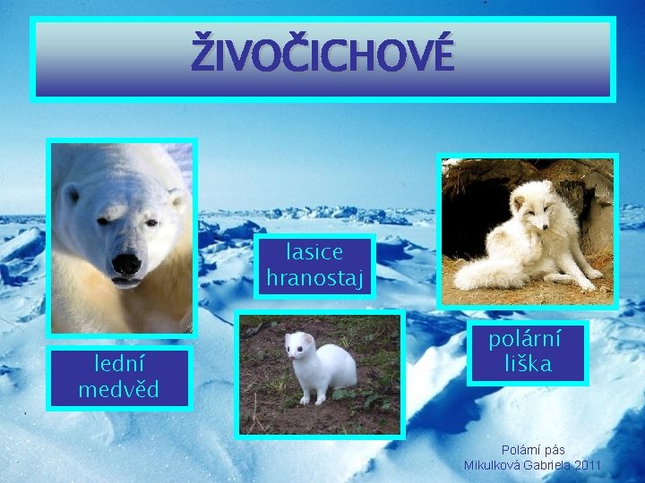 ŽIVOČICHOVÉ lasice hranostaj lední medvěd polární liška Polární pás Mikulková Gabriela 2011 