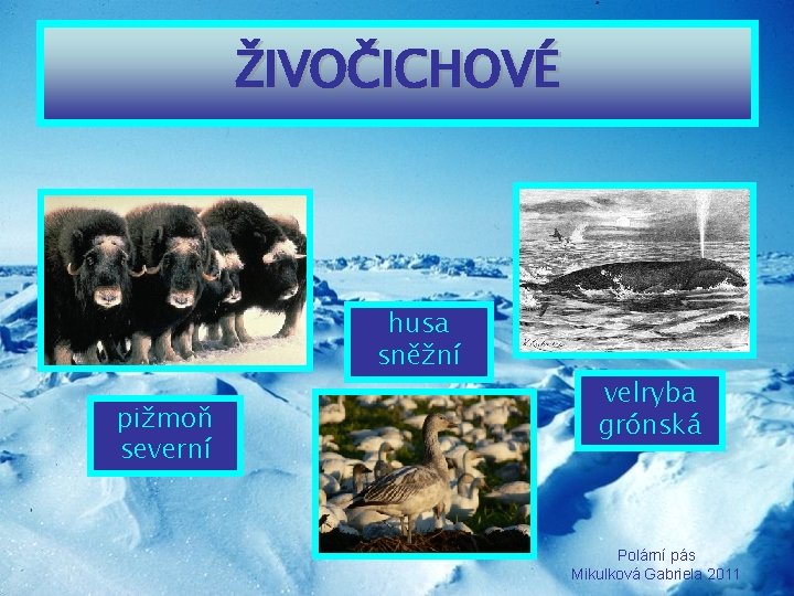 ŽIVOČICHOVÉ husa sněžní pižmoň severní velryba grónská Polární pás Mikulková Gabriela 2011 