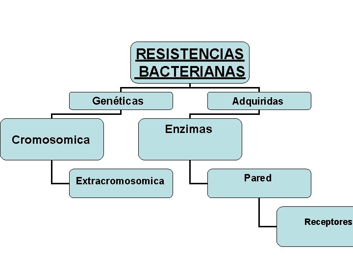 RESISTENCIAS BACTERIANAS Genéticas Cromosomica Extracromosomica Adquiridas Enzimas Pared Receptores 